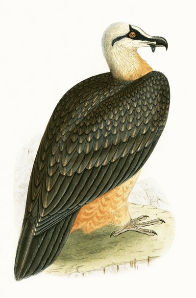 Bearded Vulture, illustration from 