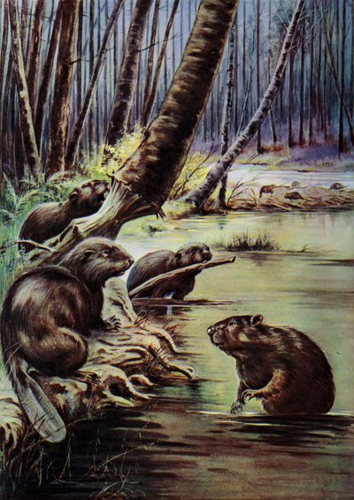 Beavers Building a Dam on a River by English School