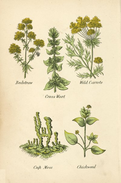 Bedstraw, Cross Wort, Wild Carrots, Cup Moss, Chickweed by English School