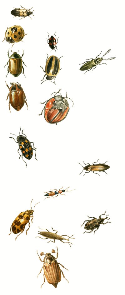Beetles by English School