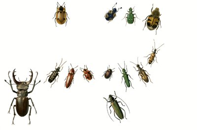 Beetles by English School