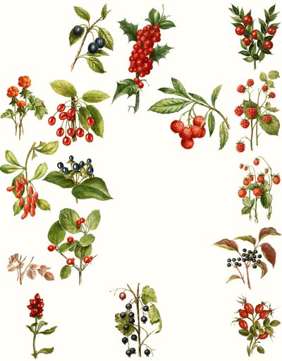 Berries by English School