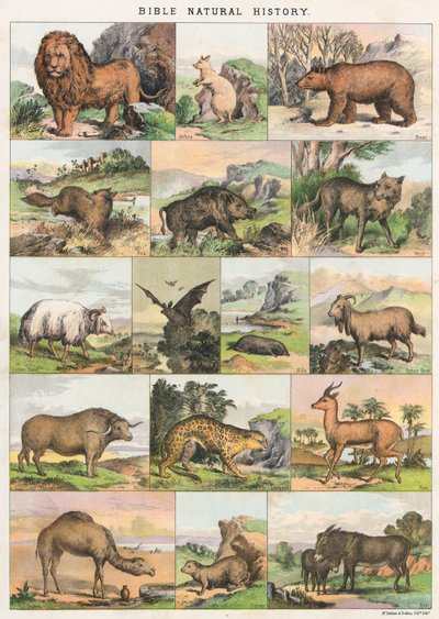 Bible Natural History by English School
