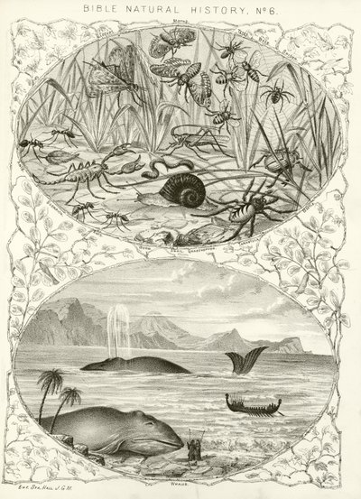 Bible natural history by English School