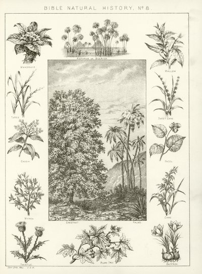 Bible natural history by English School