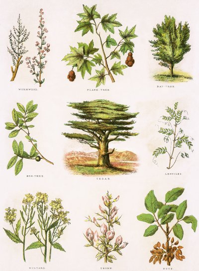 Biblical Natural History by English School