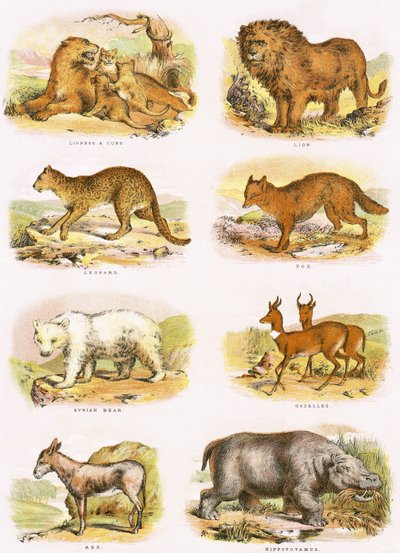 Biblical natural history by English School