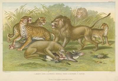 Big cats by English School