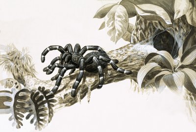 Bird-Eating Spider of the Amazon by English School