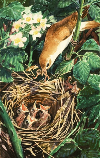 Bird Feeding Chicks in Nest by English School