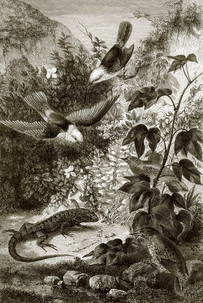 Birds, Reptiles, and Vegetation by English School