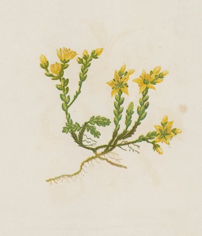 Biting Stonecrop, Sedum Acre by English School