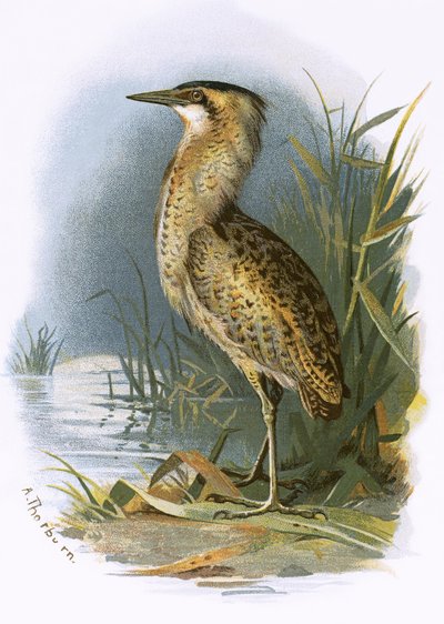 Bittern by English School