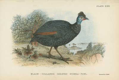 Black-Collared Crested Guinea-Fowl by English School