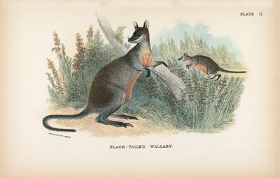 Black-Tailed Wallaby by English School