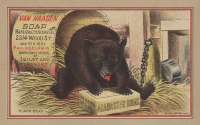 Black Bear by English School