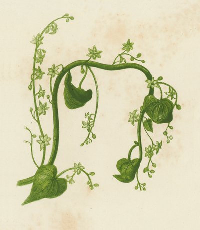 Black Bryony, Tamus Communis by English School