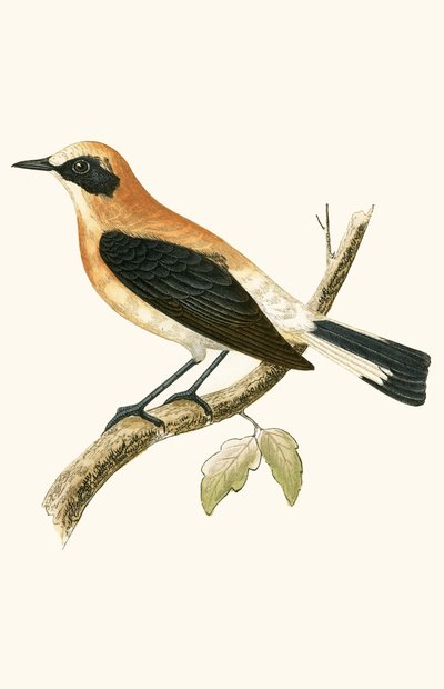 Black Eared Wheatear, illustration from 