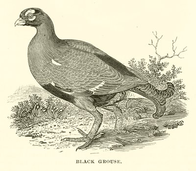 Black Grouse (engraving) by English School
