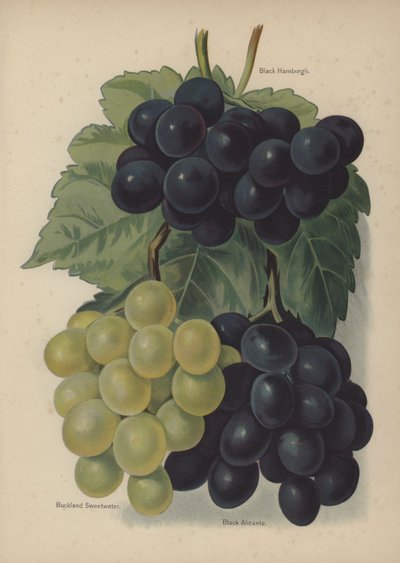 Black Hamburgh, Buckland Sweetwater, Black Alicante by English School