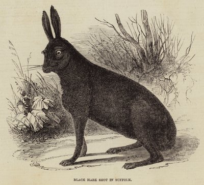 Black Hare Shot in Suffolk by English School
