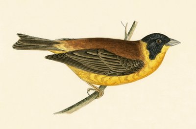 Black Headed Bunting, illustration from 
