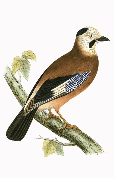 Black Headed Jay, illustration from 