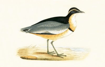 Black Headed Plover by English School