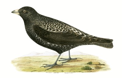 Black Lark, illustration from 