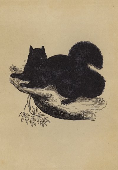 Black Squirrel by English School