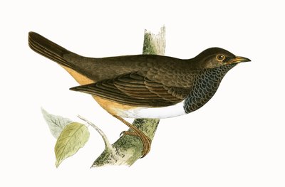 Black Throated Thrush, Illustration from 