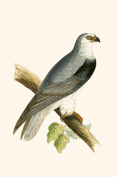 Black Winged Kite, illustration from 
