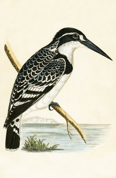 Black and White Kingfisher, illustration from 