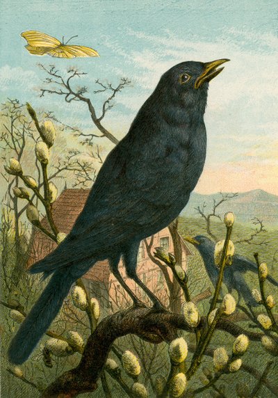 Black bird by English School