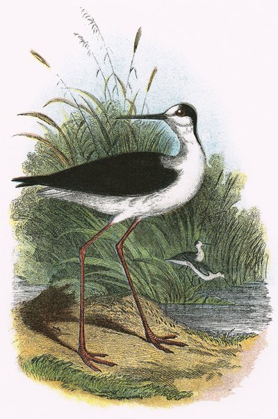Black-Winged Stilt by English School