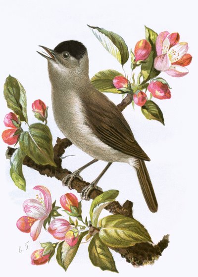 Blackcap by English School