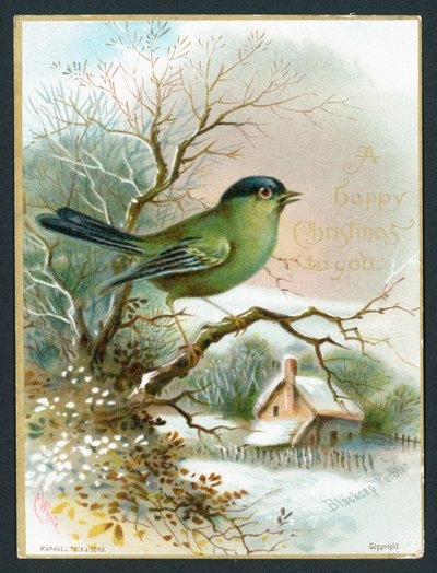 Blackcap Warbler by English School