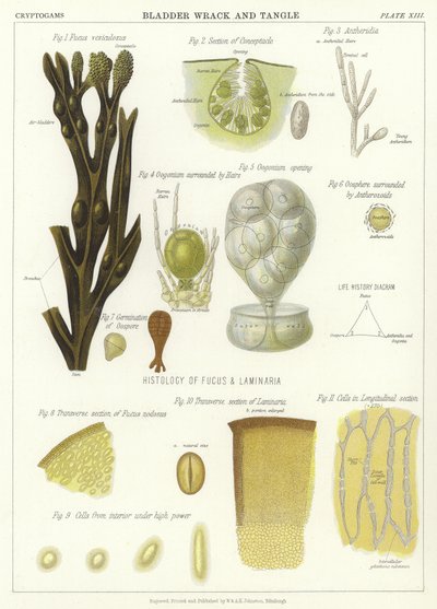 Bladder Wrack and Tangle by English School