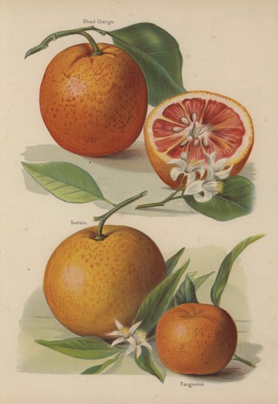 Blood Orange, Sustain, Tangierine by English School