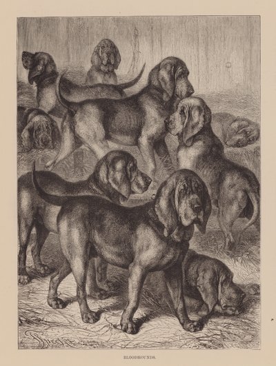 Bloodhounds by English School