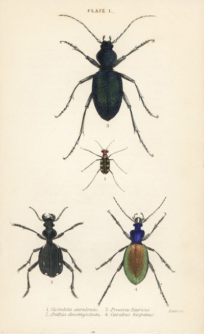 Blue-spotted or golden-spotted tiger beetle, Cicindela aurulenta, saber-toothed ground beetle, Anthia decemguttata, huge violet ground beetle, Carabus scabrosus tauricus, and ground beetle, Carabus hispanus by English School