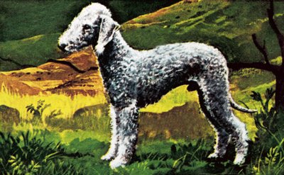 Blue Bedlington by English School