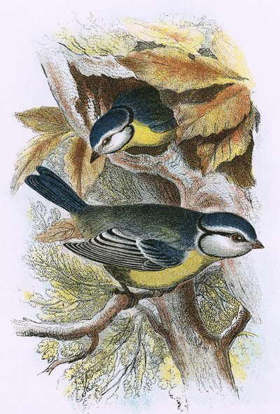 Blue Titmouse by English School