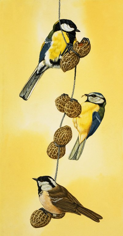 Blue Tits Feeding on Nuts by English School