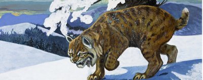 Bobcat by English School