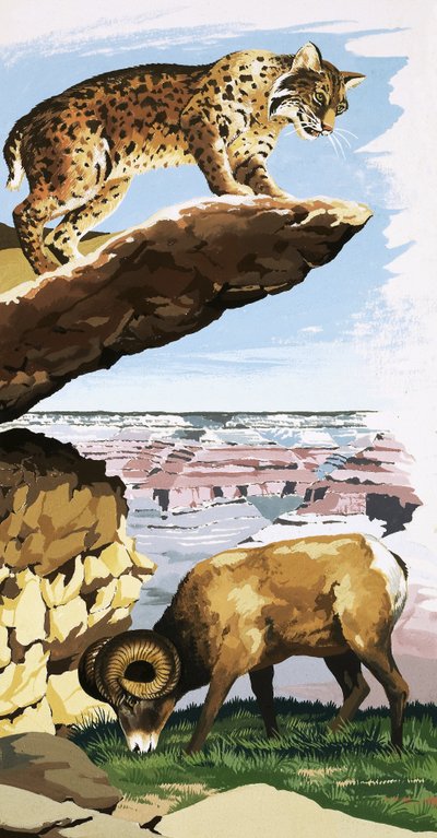 Bobcat and Bighorn sheep at the Grand Canyon National Park by English School