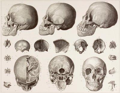 Bones of the head, after a 19th century print by English School