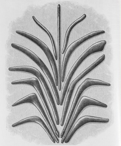 Boomerang and boomerang shaped clubs, from 