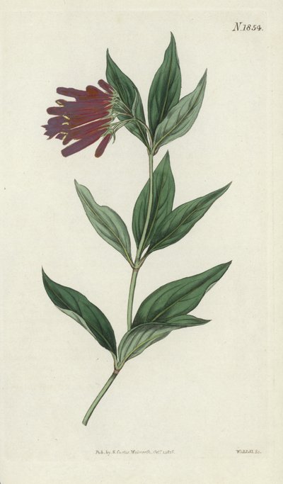 Botanical Engraving by English School