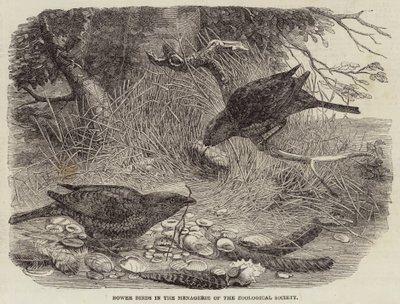 Bower Birds in the Menagerie of the Zoological Society by English School